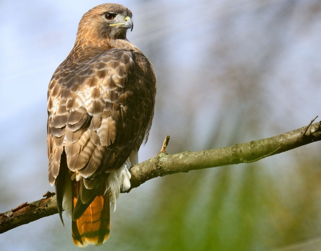 Hawks in Texas