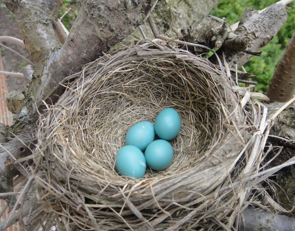 What Birds Have Blue Eggs? - BirdsExpert